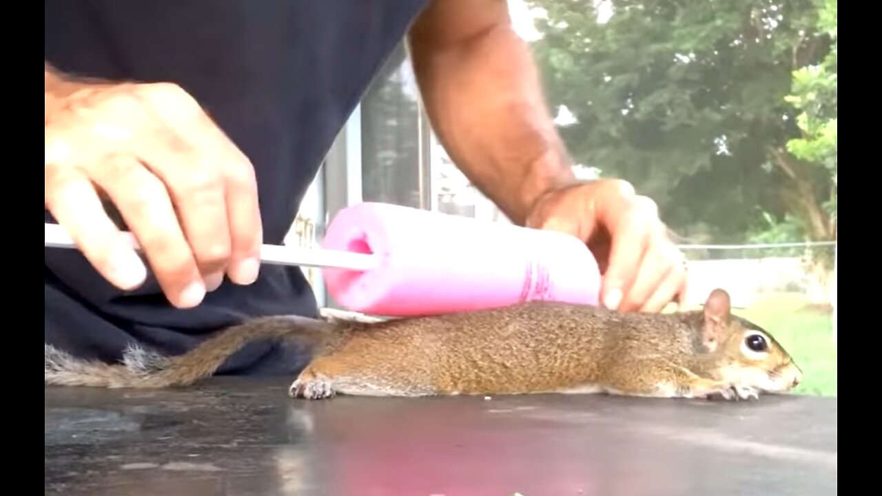 Making A Squirrel Pancake