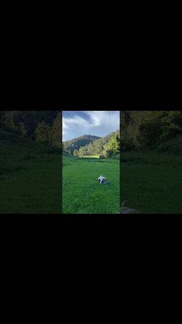 A dog and his blue piggy!