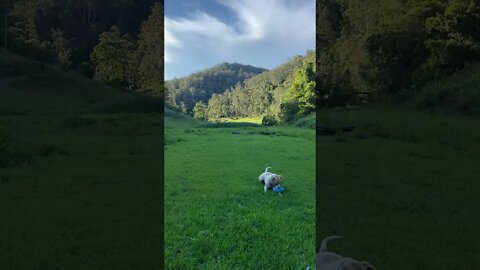 A dog and his blue piggy!