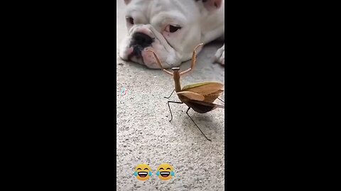 funny insect trying to fight with dog