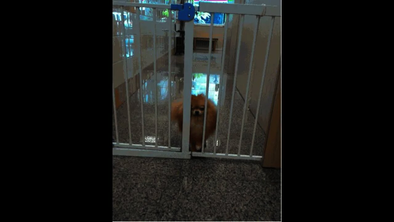 This dog fits in