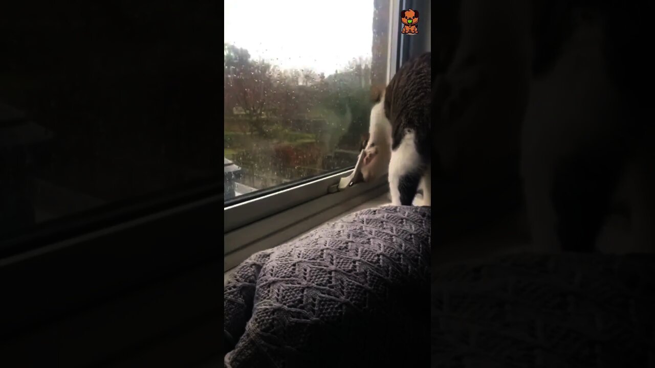 Smart cat!!😮🙀Try Not To Laugh - Best Cats | Funny Cats Life | Pet Lover's Zone #shorts