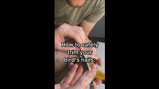 How to trim your bird's nails