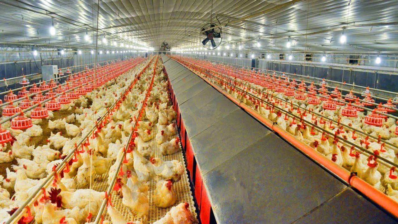 Amazing Modern Chicks Poultry Farming Technology!