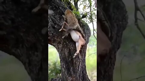 Imagine the strength of this cat