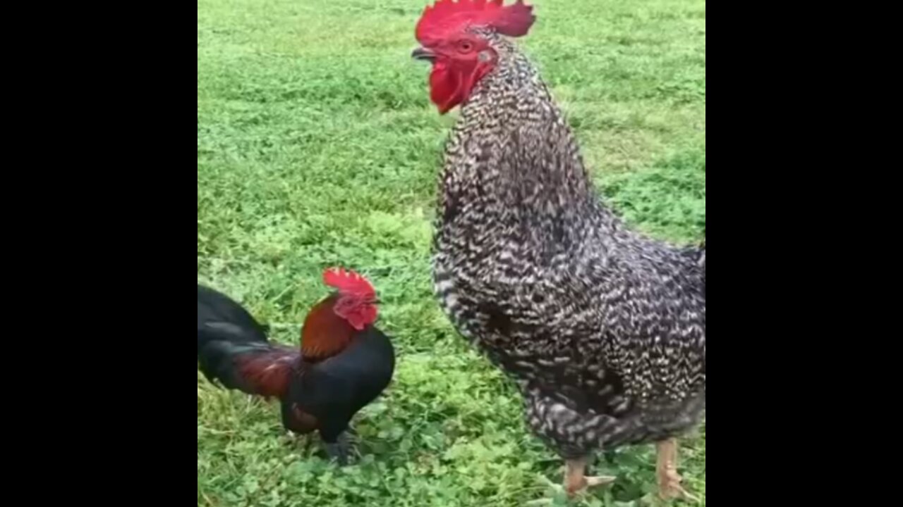 Chickens, small and large, that are rare