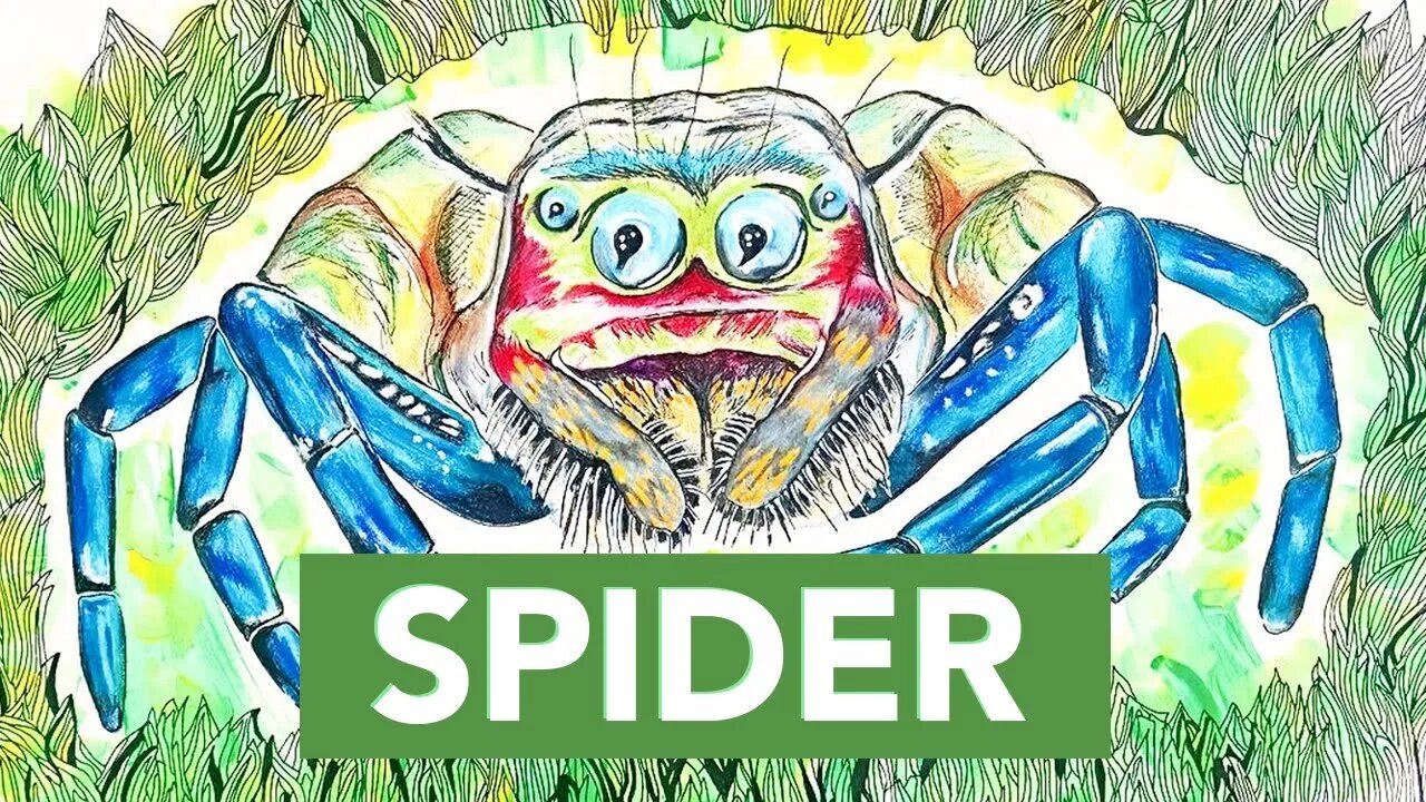 DRAWING A SPIDER - DIBUJANDO UNA ARAÑA