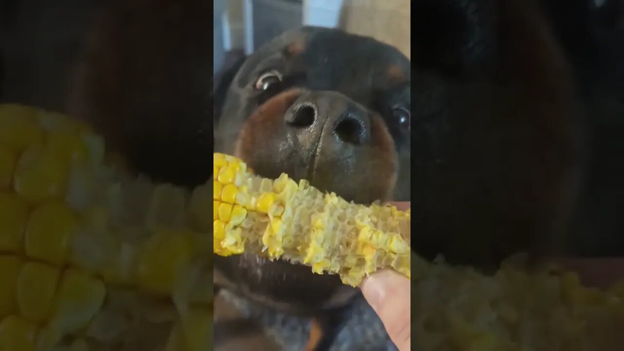 Can DOGS Eat Sweetcorn - Rottweiler Loves Corn on The Cob 🌽😋 #dog #rottweilerlife #puppy