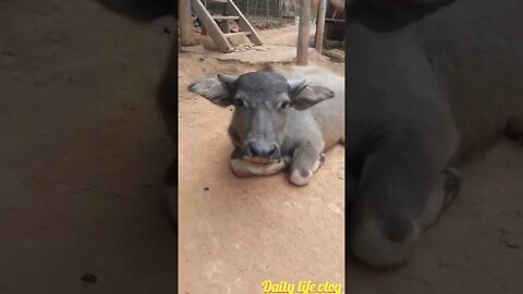 oh my god what is the baby buffalo chewing