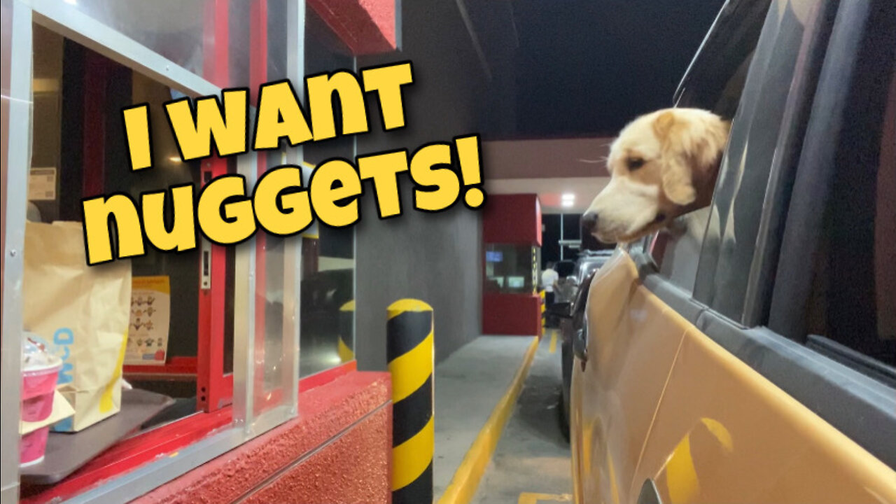 Golden Retriever begs for nuggets