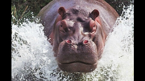 Hippopotamus VS Rhinoceros