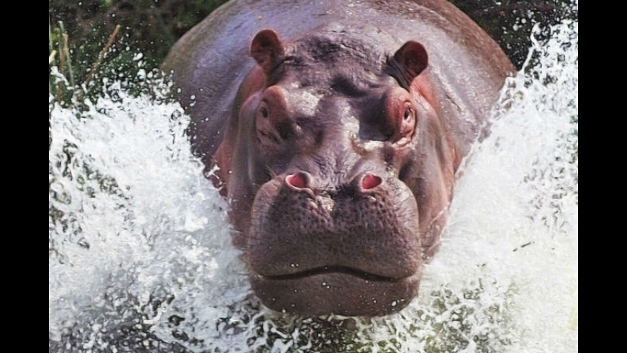 Hippopotamus VS Rhinoceros