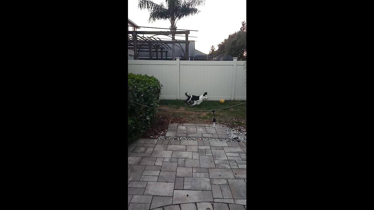 Luna the Sheepadoodle had the ZOOMIES!