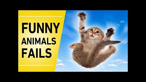 Funny animals fail