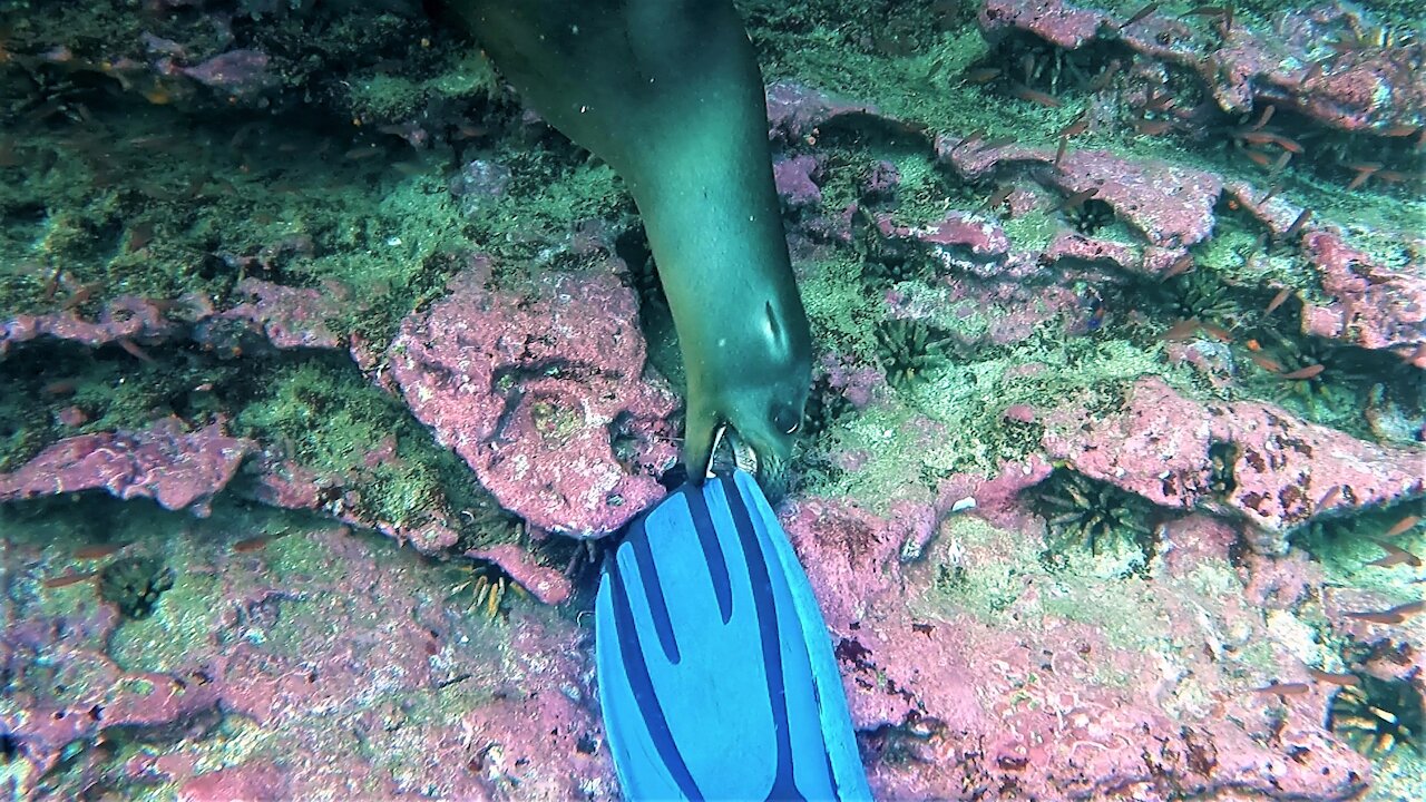 Sea lion invites scuba diver to play by nibbling on his fins