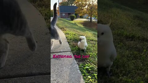 Beautiful day #cutepets #shorts #parrot #cockatoo #cat #funnyanimals