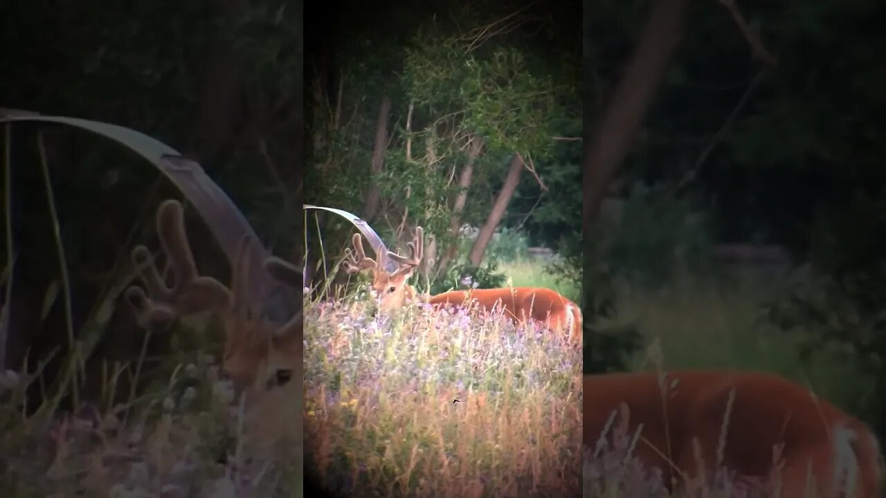 Awesome Monster Whitetail In Velvet!