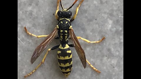 The world’s biggest wasp trying to get in house