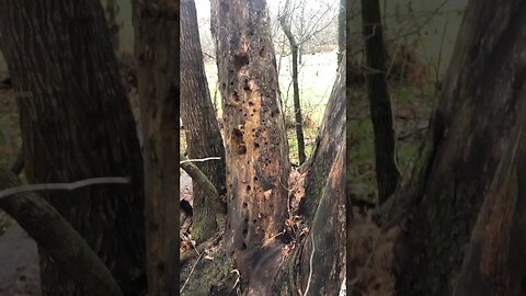 Woodpecker tree