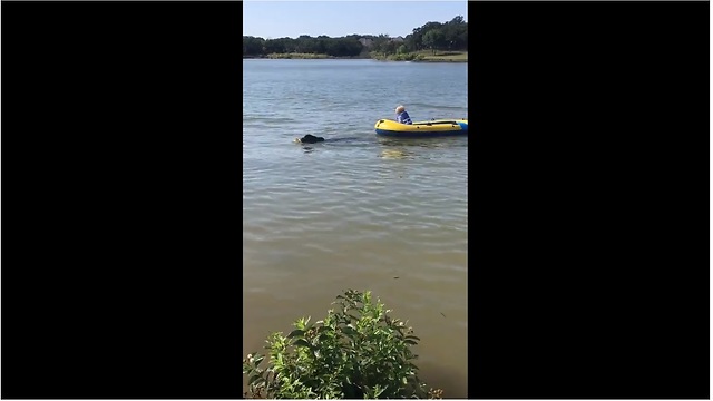 Newfoundland pulls girl on raft to shore