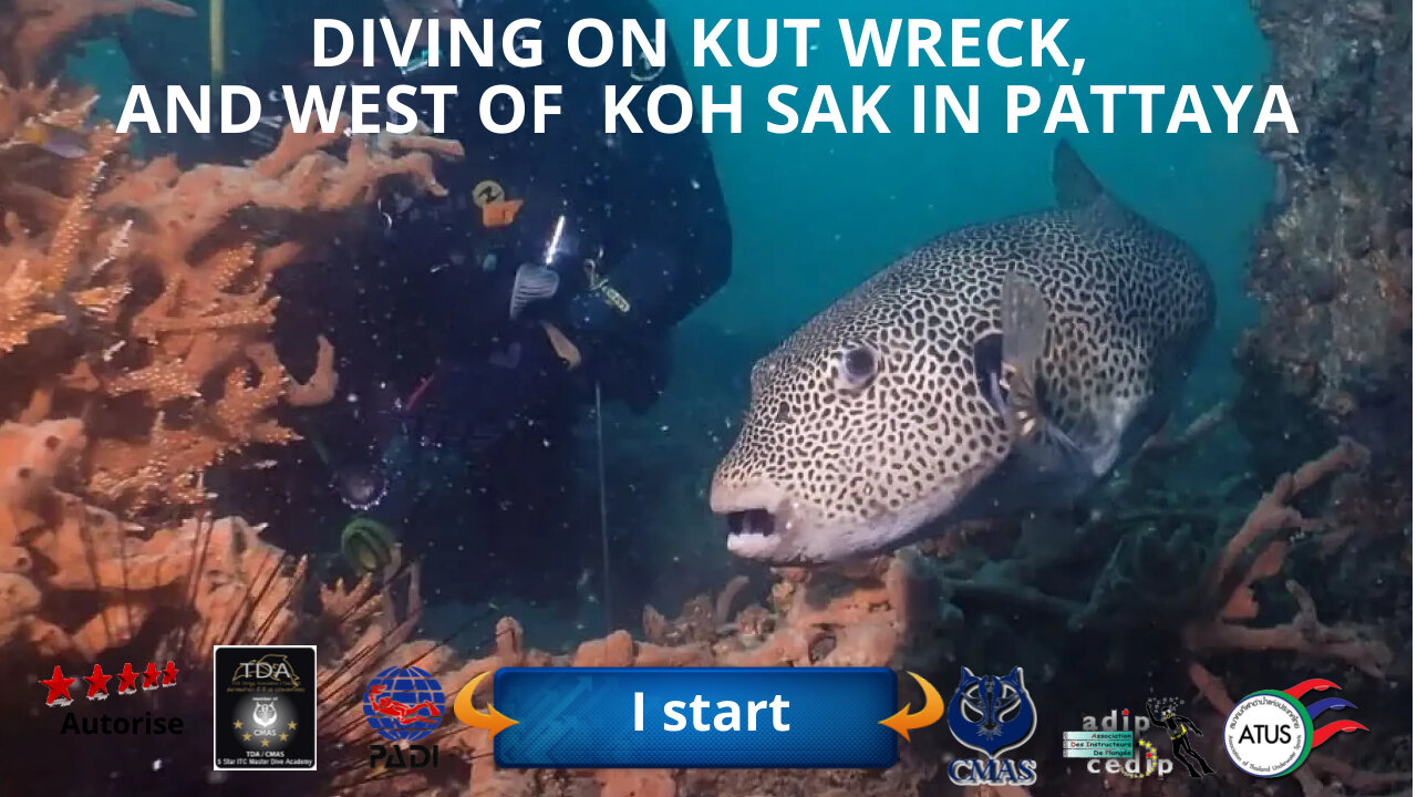 🤿 Diving on kut, and west of koh Sak island near koh larn in Pattaya