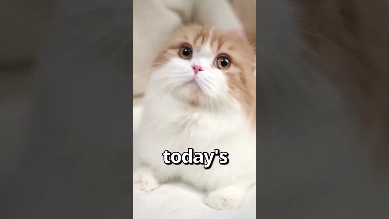How Would YOU REACT to this DOG 🤣 Wholesome Moments