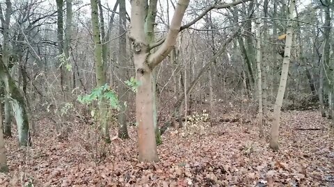 sprzeczne komunikaty ...