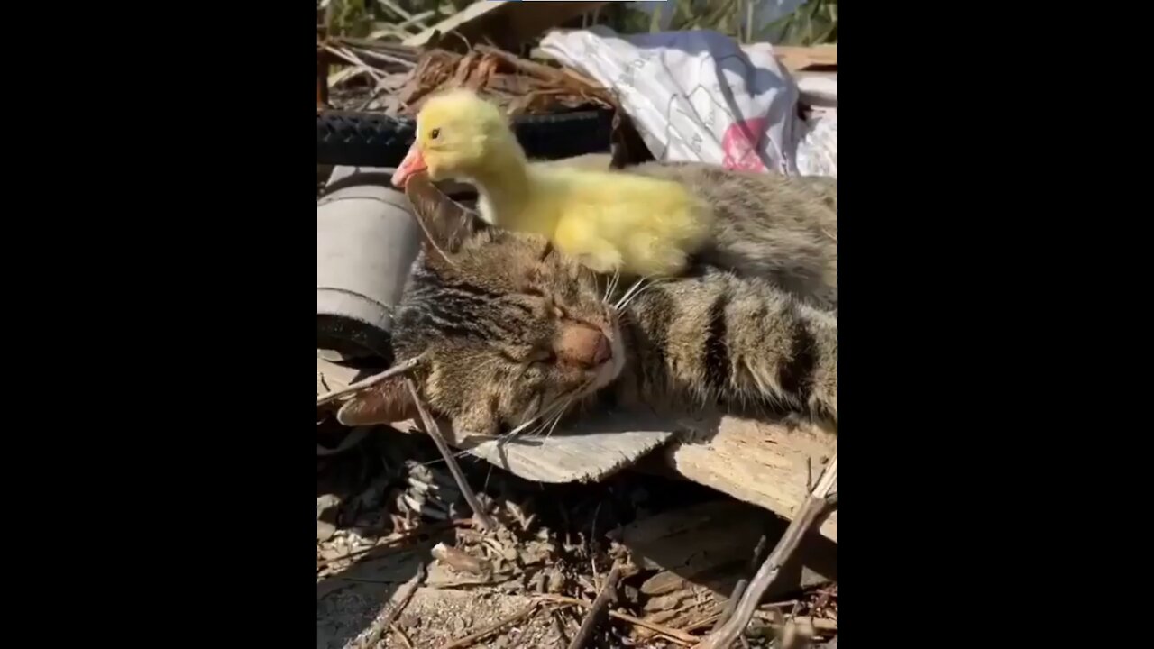 Little Duck Wants To Play With Sleepy Cat