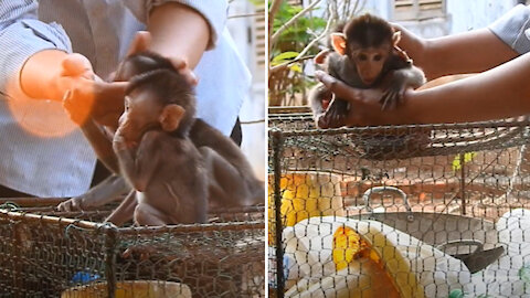 My mama taking care of 2 baby monkeys 🙈