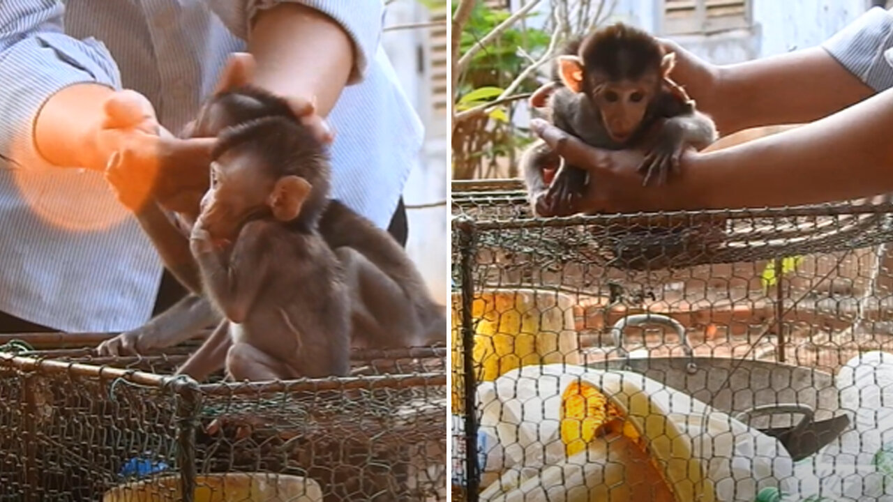 My mama taking care of 2 baby monkeys 🙈