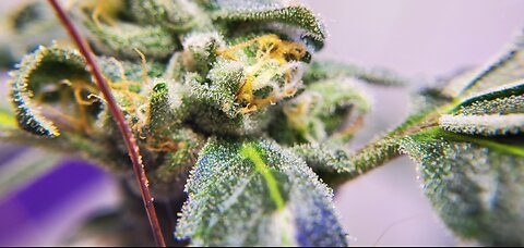 6 month DWC general hydroponics