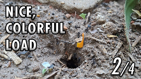 ASMR | Ants | Taking colorful leaves to home - 2/4