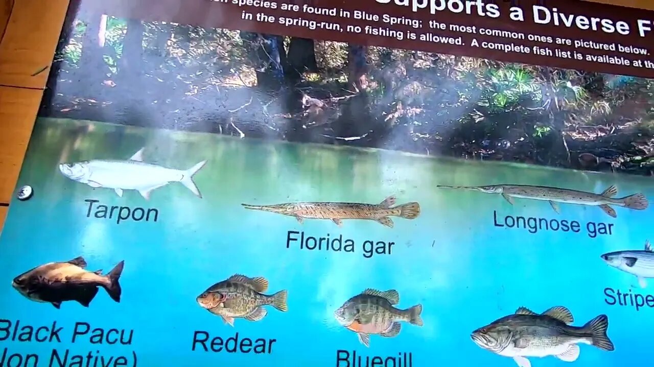 FL Springs trip Ep10: Blue spring state park