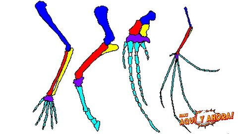 Cómo Funciona la Evolución?