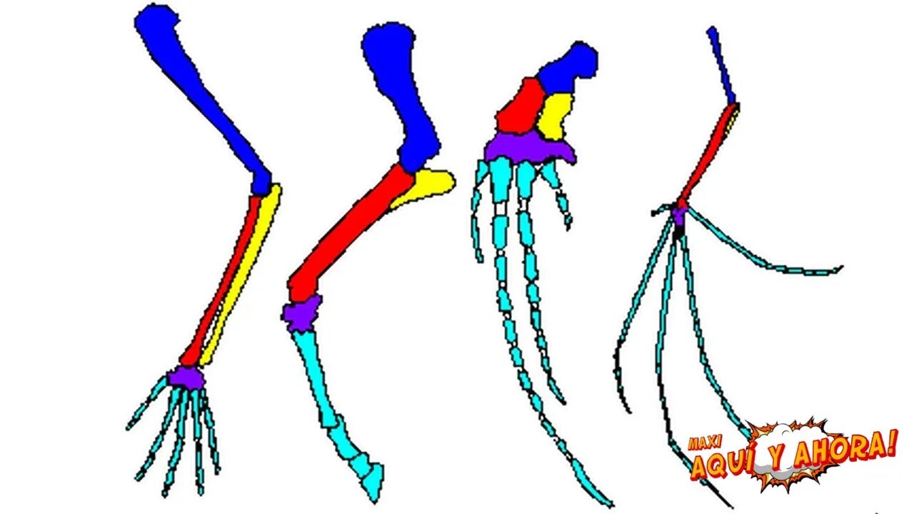 Cómo Funciona la Evolución?