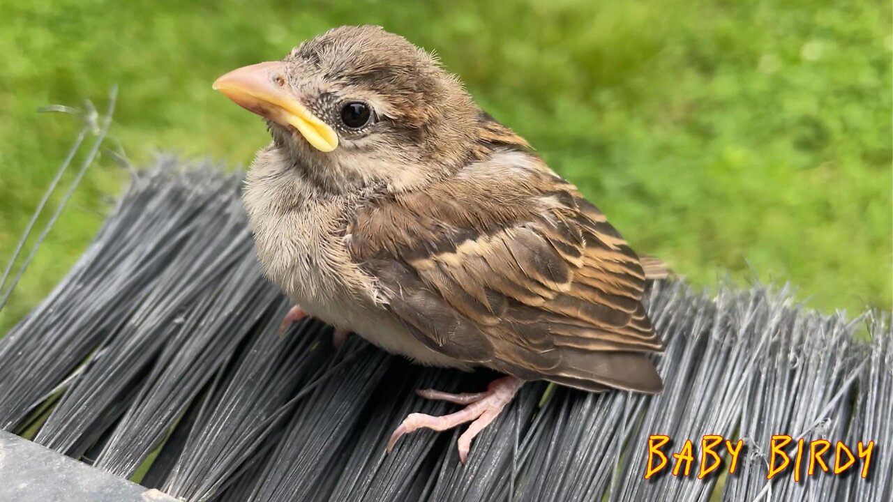 Baby Birdy