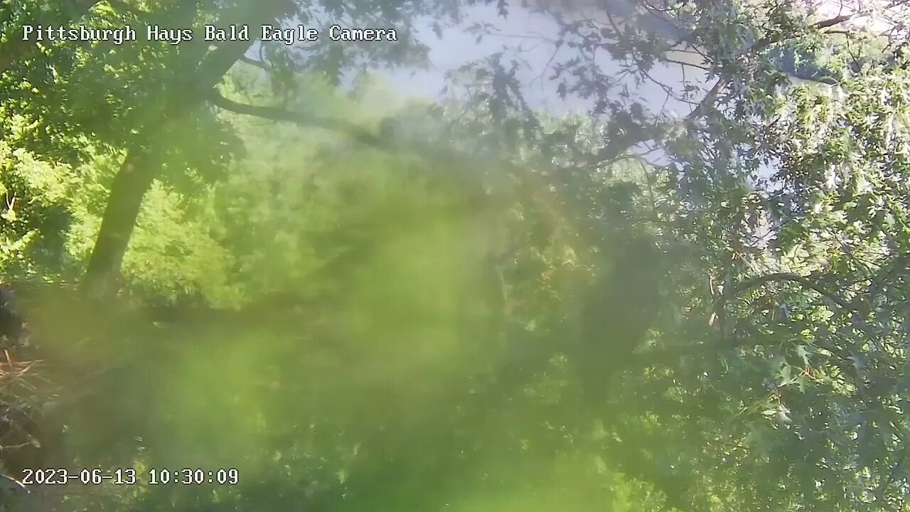 Hays Eagles Juvie Amazing Fly Branch to Nest! 6.13.23 10:29am