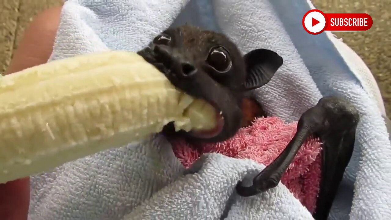 Bat Eating a banana will Make you Smile. If you’re having a bad day