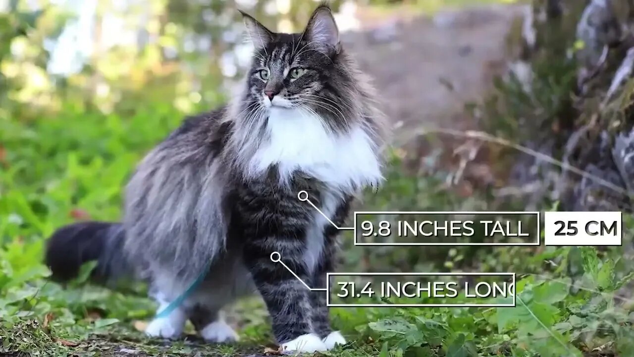 The BIGGEST CAT BREEDS In The World