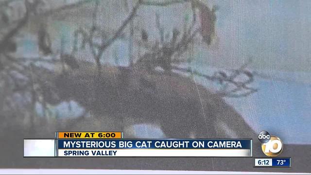 Mysterious big cat caught on camera