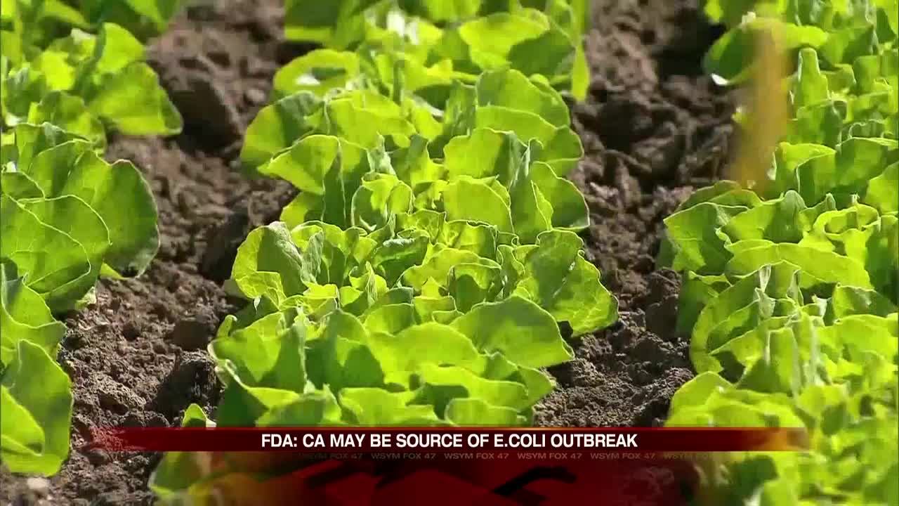 The CDC Is Warning That Romaine Lettuce Is Not Safe To Eat Because Of E. Coli