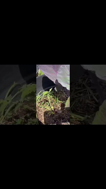 😍Volunteers in the garden...show me yours❤️ #gardening