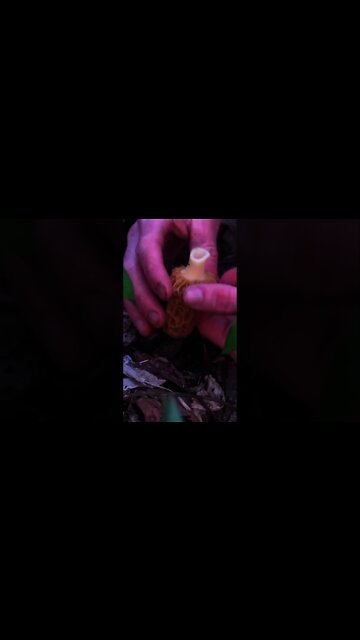 Morel Mushroom Foraging tips. #shorts Wild edible fungi
