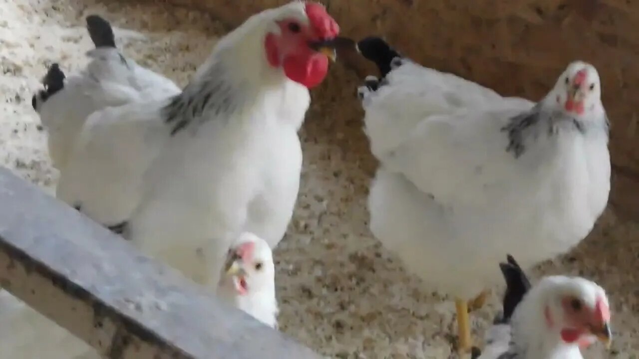 🐤🐤🐥🐔🐓