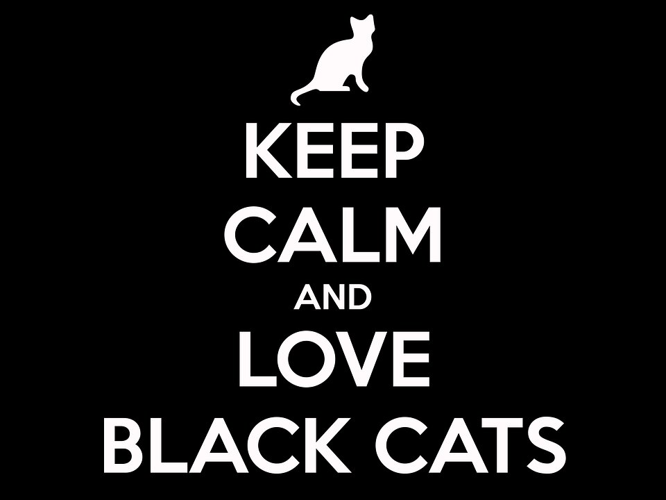 Hilarious amusing cats and friends !!!
