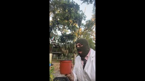 Sweet taking thetaking the Dill