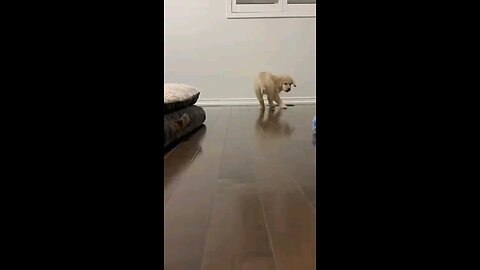 #dogfunnyvideo🐶🐕🐕‍🦺 #short