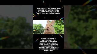Rabbit Spirit Animal Meaning