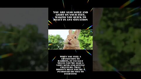 Rabbit Spirit Animal Meaning