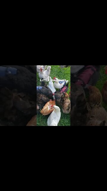 Not A Pile You Want To Be At The Bottom Of #chickens #chickenlife #homesteading #shorts